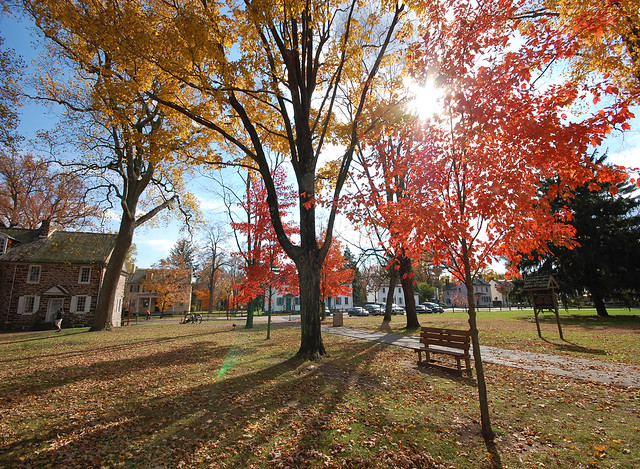 This image shows a tree with yellow and orange fall leaves in Washington Crossing Historic Park.